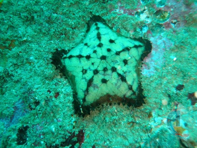 estrella de mar galleta